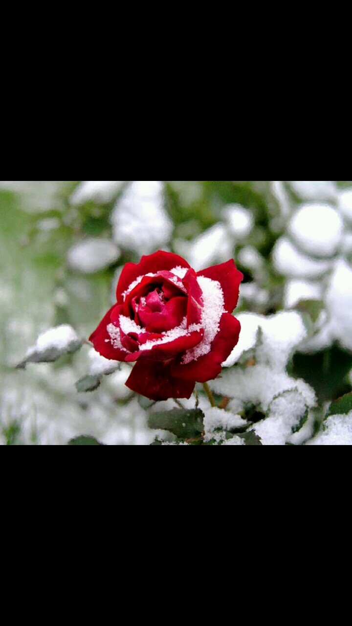‏أتمنى الجنه..وفي الجنه س أتمنى م أريد♡