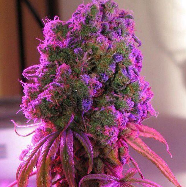 Posting the best pictures of Cannabis. Enjoy!