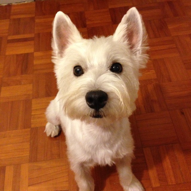 germancarfans's profile picture. 