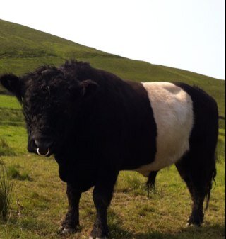 Robert's Belties (@robertsbelties ) Peak District farmer. Into rural history and culture, quality British food especially artisan cheese. Robert's Belties (@robertsbelties )
