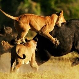 Spectacular Tailored Safaris. Explore Kenya & Tanzania. Partner With Us.