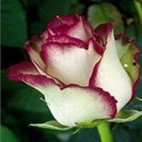 nithyavani (@nithigod10) 's Twitter Profile