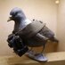 Salvatore Piccione (@savvypigeon) Twitter profile photo
