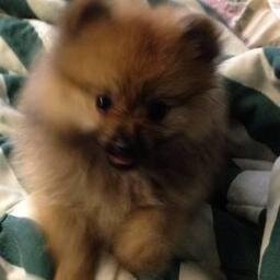 HatchiMalik69's profile picture. I'm a fluffy little puppy named after the way my daddy sounds when he sneezes.