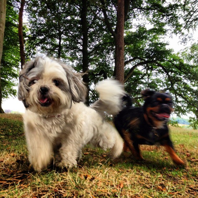 Roxy 20 month old Shih tzu from Australia & Indie 6 month old Pugzu from Brighton. We love cuddles, belly rubs & our mummy @x_emma_tucker_x & daddy @tuck_mx_111