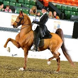 I train Show Horses for a living, I consider my farm my own little piece of heaven & I'm married to my soul mate. I love what I have because I have what I love.