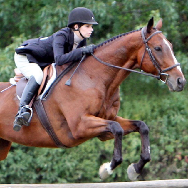 Equestrian, Pre-vet student, Veterinary assistant