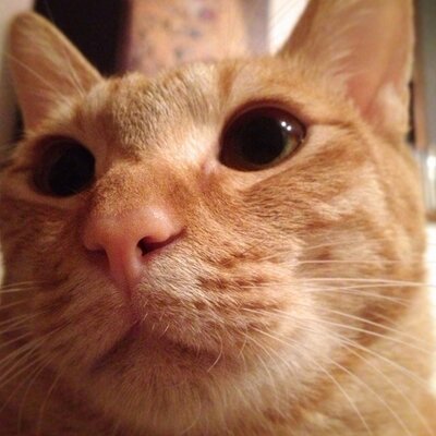 コペパン