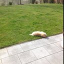 doris schulz - @dogigu - Twitter