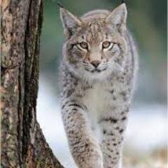 camelia_andita's profile picture. 