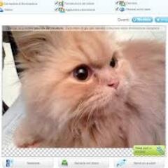 MustofaEvi's profile picture. 