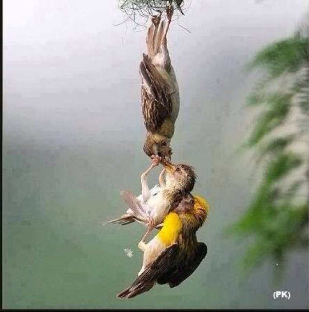 يَمُنُّون عَلَيْكَ أَنْ أَسْلَمُوا ۖ قُل لَّا تَمُنُّوا عَلَيَّ إِسْلَامَكُم ۖ بَلِ اللَّهُ يَمُنُّ عَلَيْكُمْ أَنْ هَدَاكُمْ لِلْإِيمَانِ إِن كُنتُمْ صَادِقِين
