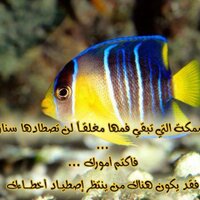 إبراهيم مصطفى (@mustafaaebrahim) 's Twitter Profile