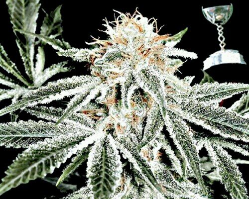 Giving Deals On That Loud420 Worldwide            IG Loudpackcrew420                   #HerbSavesLives