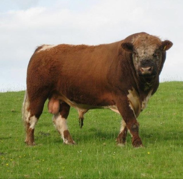 Official Society for this archaic strain of Galloway cattle