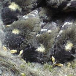 A virtual Group supporting ringing in your historic County for @__COO. Conserving species and their habitat through scientific study.