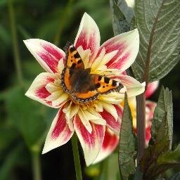 Garden open as part of NGS Lincs. Every Sunday in August. Appt. Bookings for groups. View the garden on Facebook - The Secret Garden of Louth.