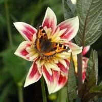 Jennifer Grasham (@secretgdnlouth) 's Twitter Profile Photo Jennifer Grasham (@secretgdnlouth) 's Twitter Profile Photo