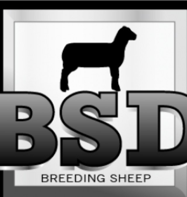 Best place to find and showcase #breedingsheep