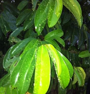 Soursop Graviola Leaves Guanabana Cancer,Diabetes,Hypertension,Treatment -Tea