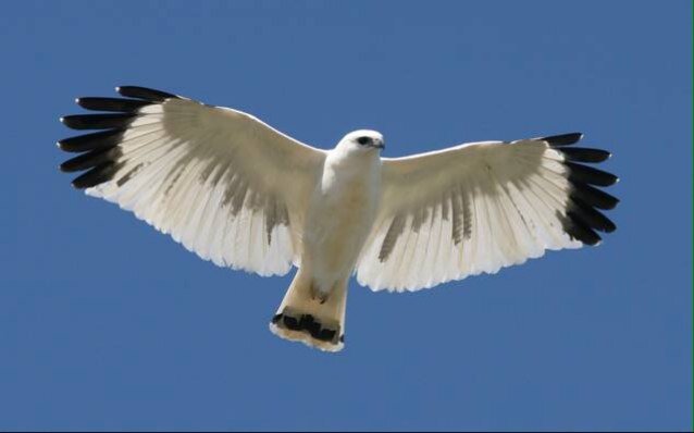 whitehawkpub's profile picture. The offical twitter of the White Hawk Pub

Location: TBC