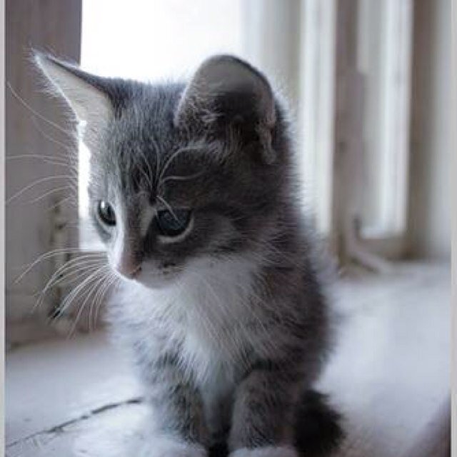 BraveKit87's profile picture. #Owner:@neko_link1#Single #5moons #HopeClan