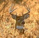 Whitetails 365 is all deer hunting all the time!