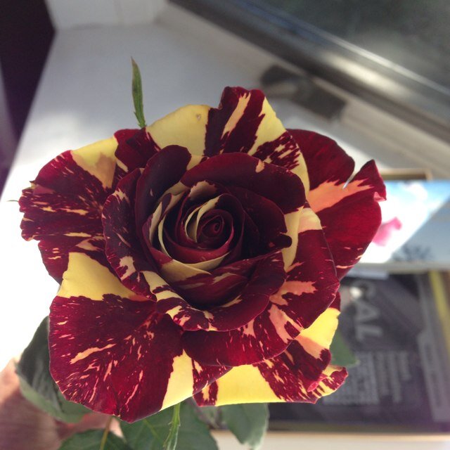 RoseVanVelson's profile picture. 