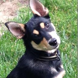 RedRoseEggs's profile picture. 