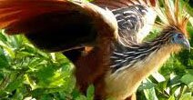The Canje Pheasant, our national bird, welcomes you to the digital newspaper for the global Guyanese nation