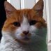 Crazy about Cats (@canadiancatluv) Twitter profile photo Crazy about Cats (@canadiancatluv) Twitter profile photo