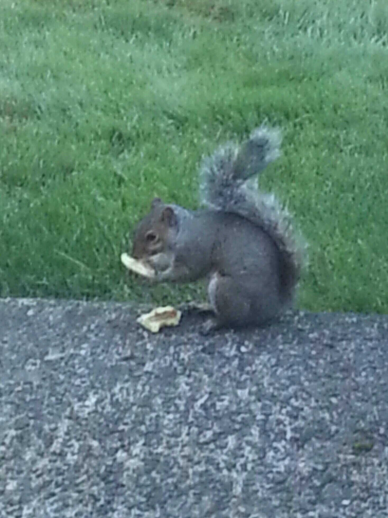 margeproctor's profile picture. Wife, mom of 2 boys, Christian, gardener, seamstress, cat lover, hobby genealogist, volunteer, Hoosier.