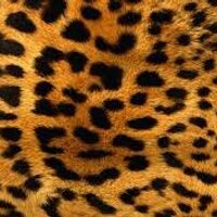 brownleppard (@brownleppard) 's Twitter Profile