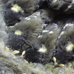 A virtual Group supporting ringing in your historic County for @__COO. Conserving species and their habitat through scientific study.