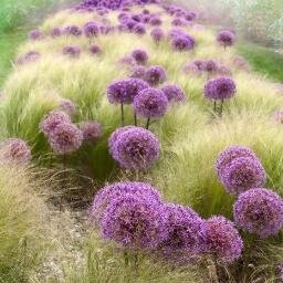 despoina25sa's profile picture. I LOVE Gardens, Modern ART, Landscape Architecture