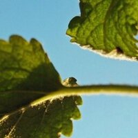 Apoteksföreningen (@sverigesapotek) 's Twitter Profile
