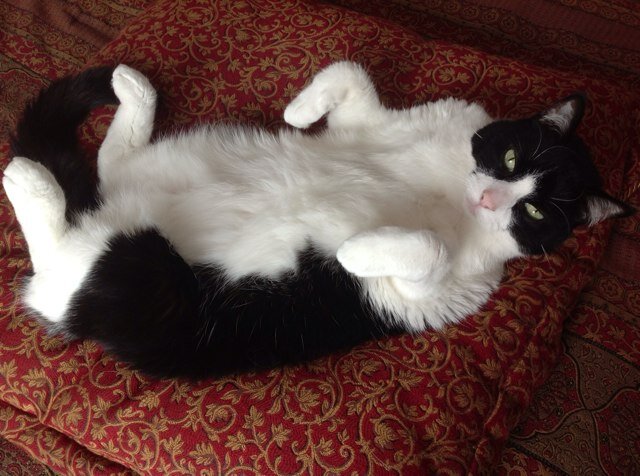 tjwhitfordnz's profile picture. 