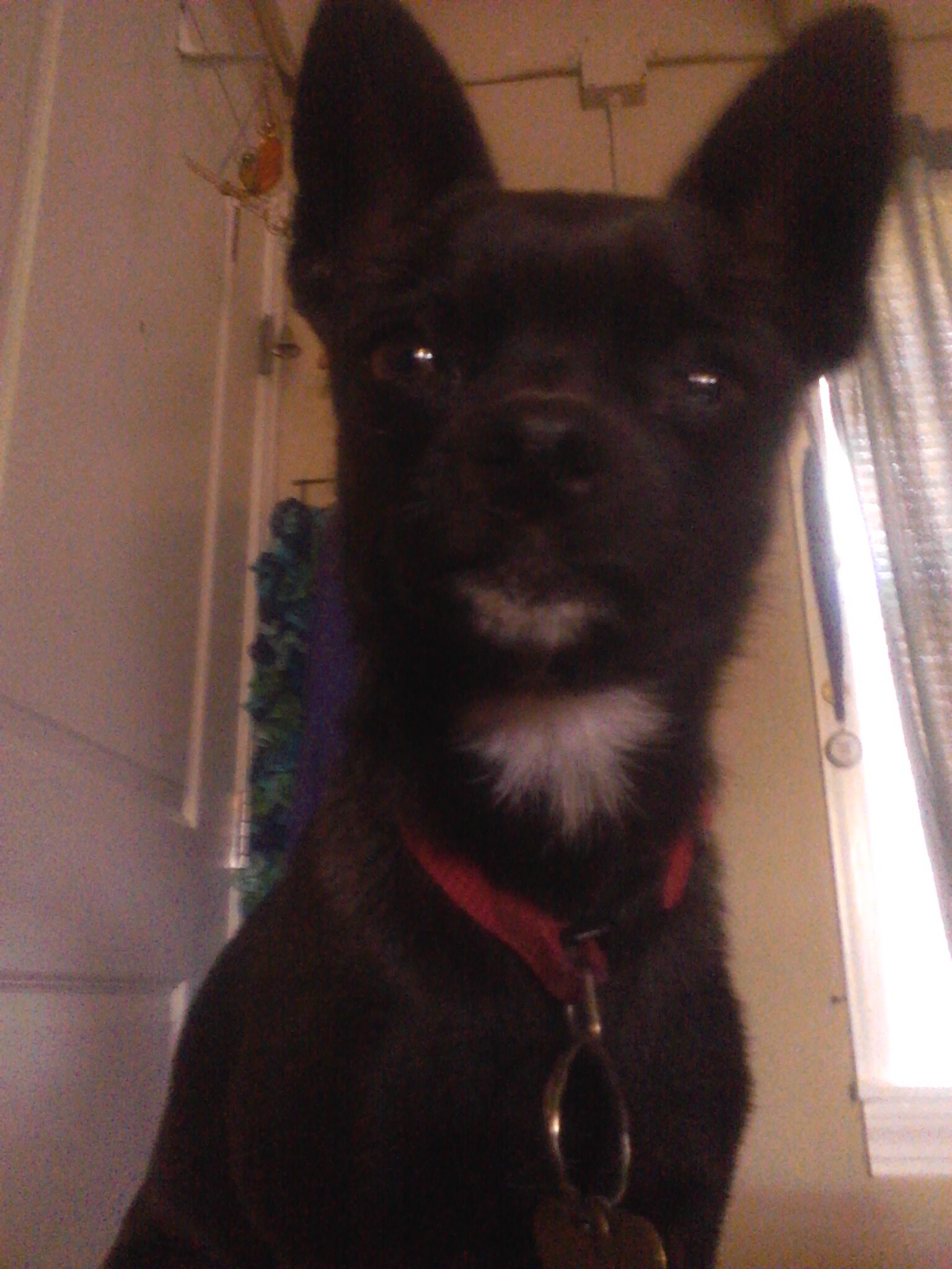 RockyRodrigue14's profile picture. My name is Rocky amd im a 2 year old.I'm a Chihuahua. I love sleeping in beds. Playing with my purple toys and my sisters and brothers!!!