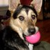 Steven R. Morris (@stevenrmorris) Twitter profile photo