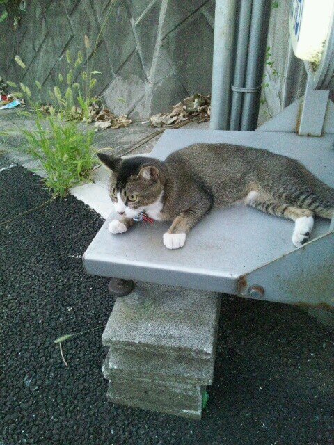 法学部 4年 ドラム 車