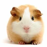 Guinea pigs 3