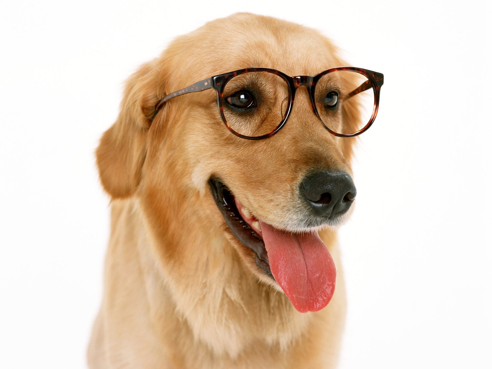 Mindblowing dog facts, pictures, and quotes daily!