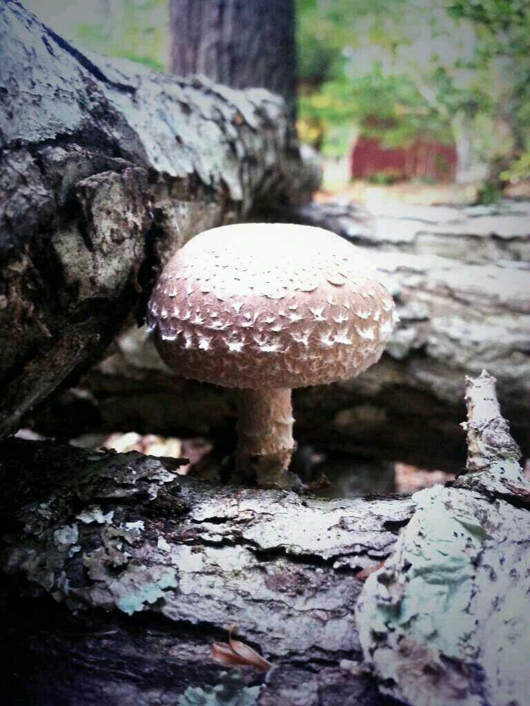 Located in the foothills of the appalachain mountains, our locally grown shiitakes are both healthy and Delicious! Grown from Georgia and NC white oak logs.