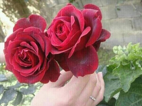 ☀شعاري في الحياة☀ قلوبنا إن عطشت فالنسقها بالقرآن.. و إذا استوحشت فالنشغلها بذكر الرحمن ☆جل في علاه☆متذوقة للشعر وأحب كتابة الخواطر..أغلب مفضلتي من نسج خيالي