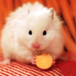 Hi I am Jill I love hamsters I live in germany and love my family bb