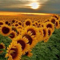 maha mohamad nahas (@mahanahas) 's Twitter Profile Photo