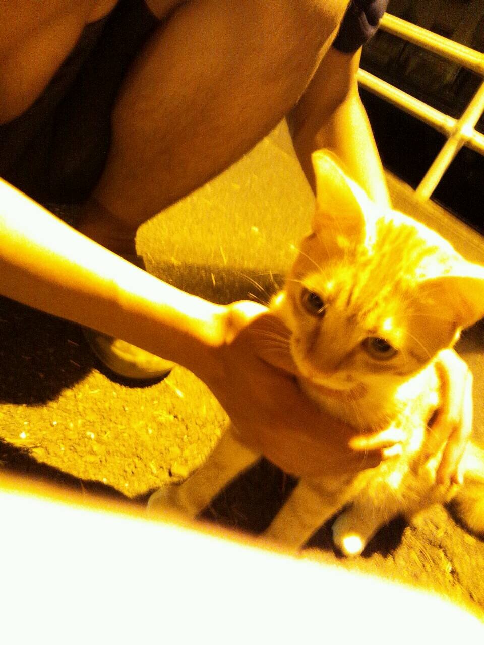 puredrive4's profile picture. 大阪→香川→兵庫