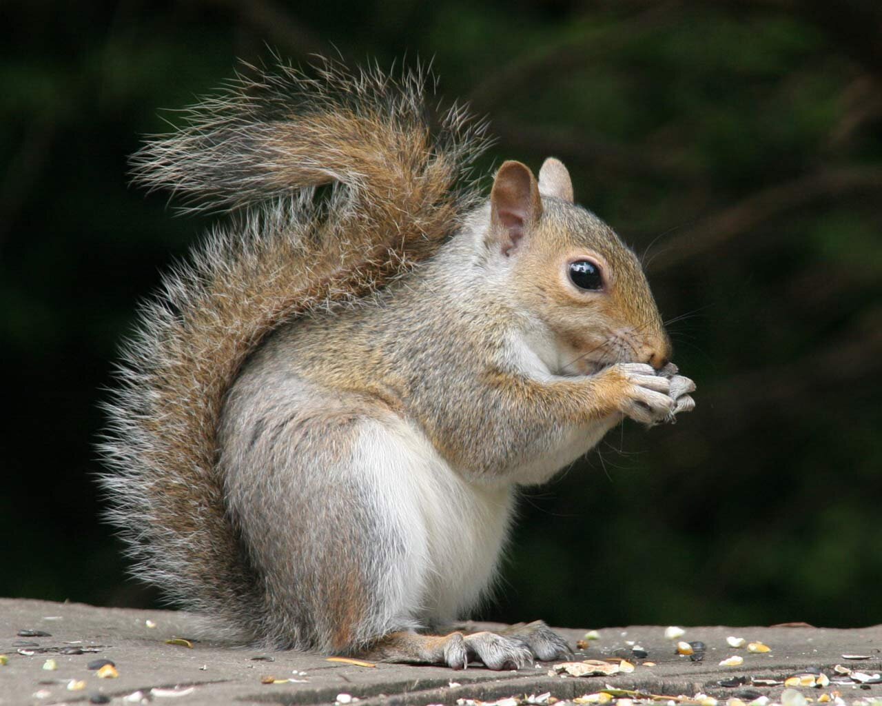 Interests include: scurrying around, licking up beer dropped on campus, collecting used condoms and other bits of trash, gobbling up nuts, & playing in traffic