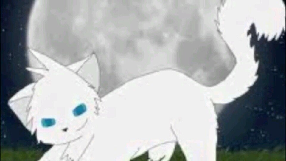 I'm Ice Paw! I'm in SnowClan. (female) and I'm 7 moons old now. I have a sister and she is in Thunder Clan she is @Rose_kit!