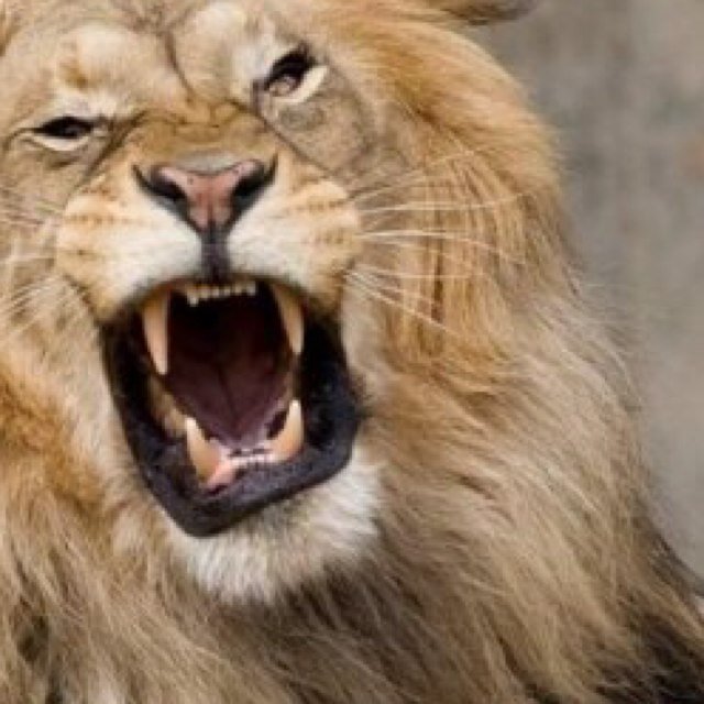 #ieffinlovebigcats
